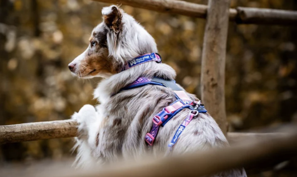 Trail Quest Collar Rachel Pohl Edition