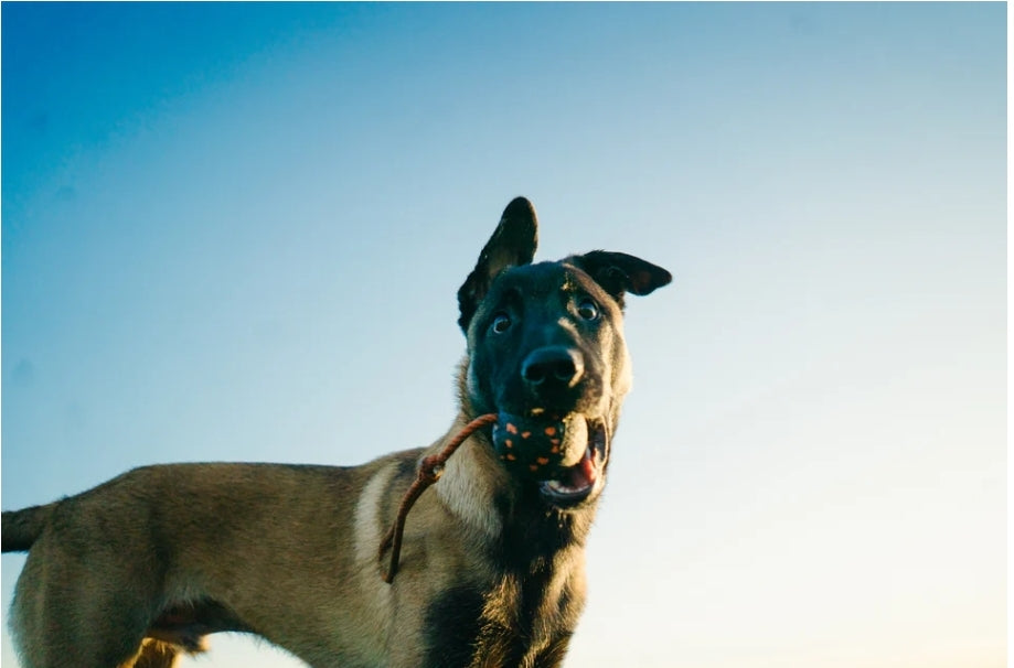 Non-stop dogwear Bolti á bandi