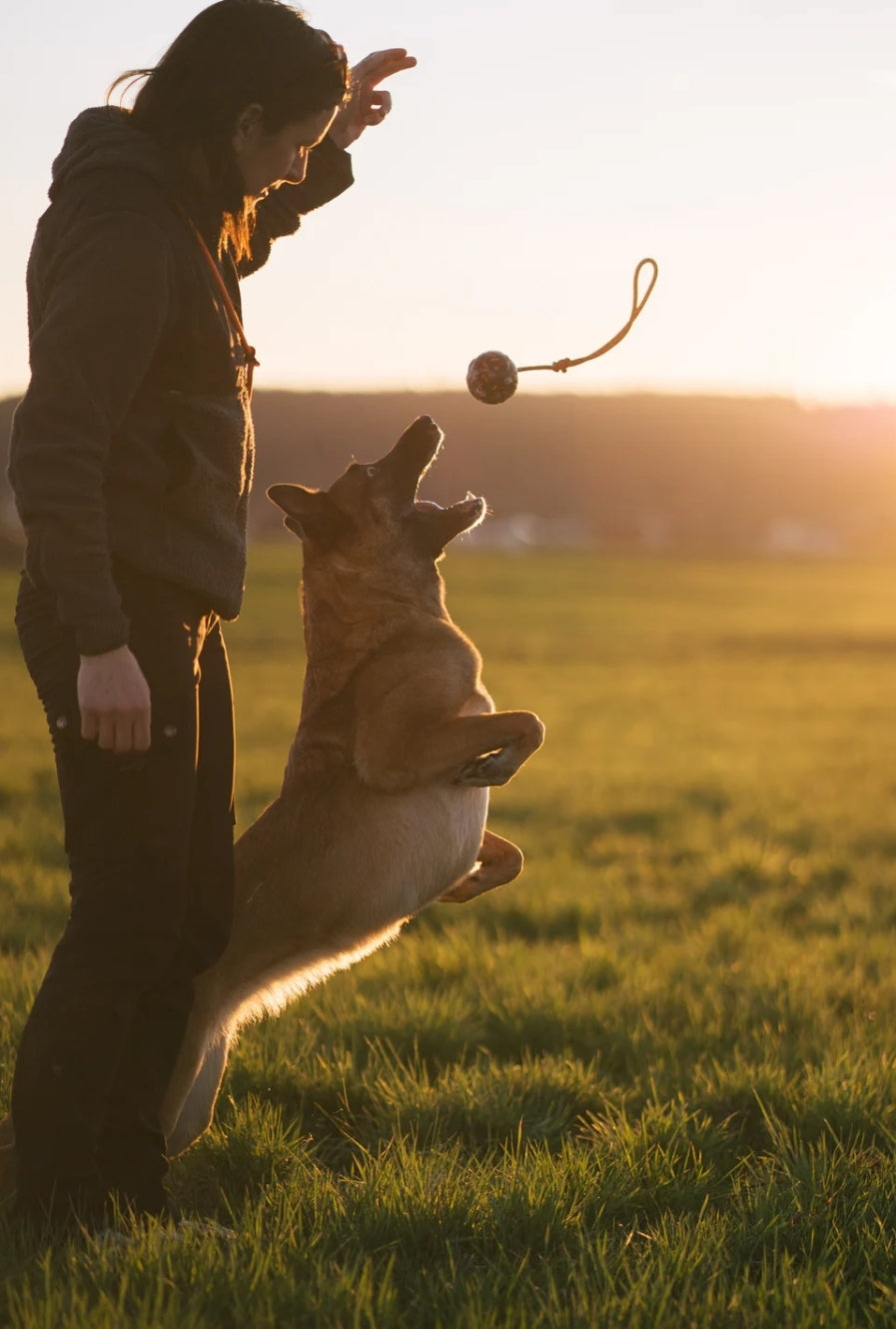 Non-stop dogwear Bolti á bandi